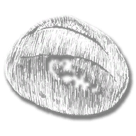 consumable_bread_roll