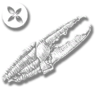 consumable_crustacean_meat_thyme_cooked