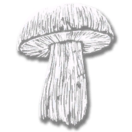 consumable_herb_bay_bolete