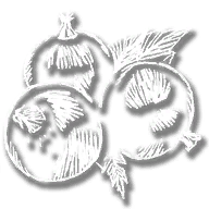 consumable_herb_black_currant