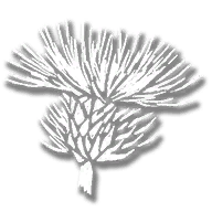 consumable_herb_burdock_root