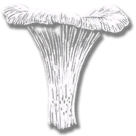 consumable_herb_chanterelles