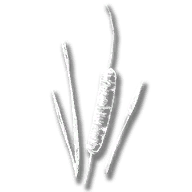 consumable_herb_common_bulrush