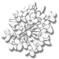 consumable_herb_creeping_thyme