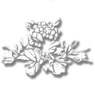 consumable_herb_desert_sage