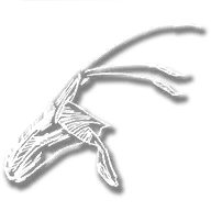 consumable_herb_hummingbird_sage