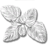 consumable_herb_oregano