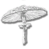 consumable_herb_parasol_mushroom