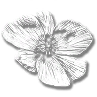 consumable_herb_prairie_poppy