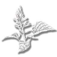 consumable_herb_red_sage
