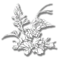 consumable_herb_sage