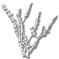 consumable_herb_saltbush