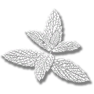 consumable_herb_wild_mint