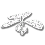 consumable_herb_wintergreen_berry