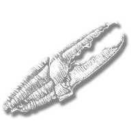 consumable_meat_crustacean_cooked