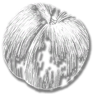 consumable_peach