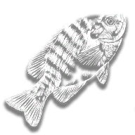 provision_fish_bluegill