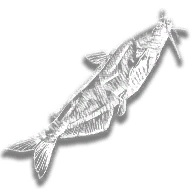 provision_fish_bullhead_catfish