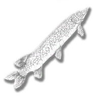 provision_fish_chain_pickerel_legendary