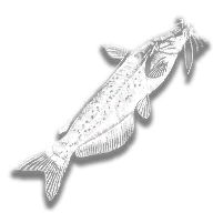 provision_fish_channel_catfish
