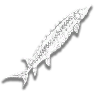 provision_fish_lake_sturgeon