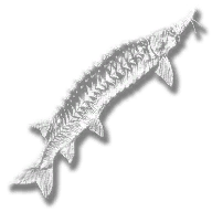 provision_fish_lake_sturgeon_legendary