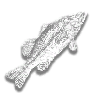 provision_fish_largemouth_bass