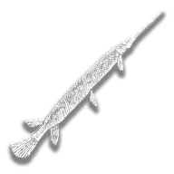 provision_fish_longnose_gar