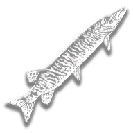 provision_fish_muskie