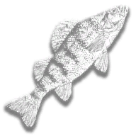 provision_fish_perch