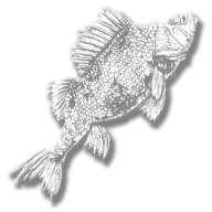 provision_fish_perch_legendary