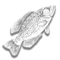 provision_fish_rock_bass