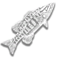 provision_fish_smallmouth_bass