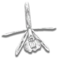 provision_ro_flower_acunas_star