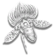 provision_ro_flower_lady_slipper