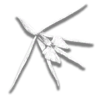 provision_ro_flower_night_scented