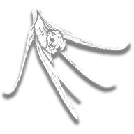 provision_ro_flower_rat_tail