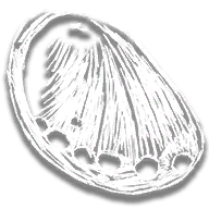 provision_rs_abalone_shell_fragment