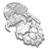 provision_trinket_lion_paw