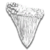 provision_trinket_shark_tooth