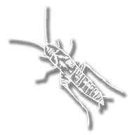 upgrade_fsh_bait_cricket