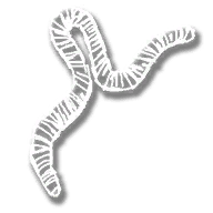 upgrade_fsh_bait_worm