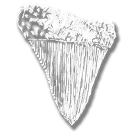 provision_trinket_shark_tooth