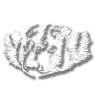 animal_badger