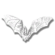 animal_bat