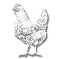 animal_chicken_leghorn