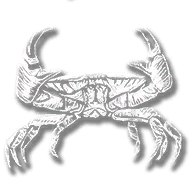 animal_crab