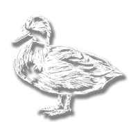 animal_duck_mallard