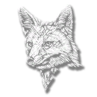 animal_fox_grey