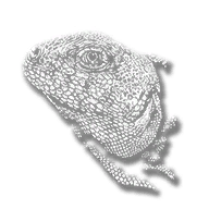 animal_iguanadesert